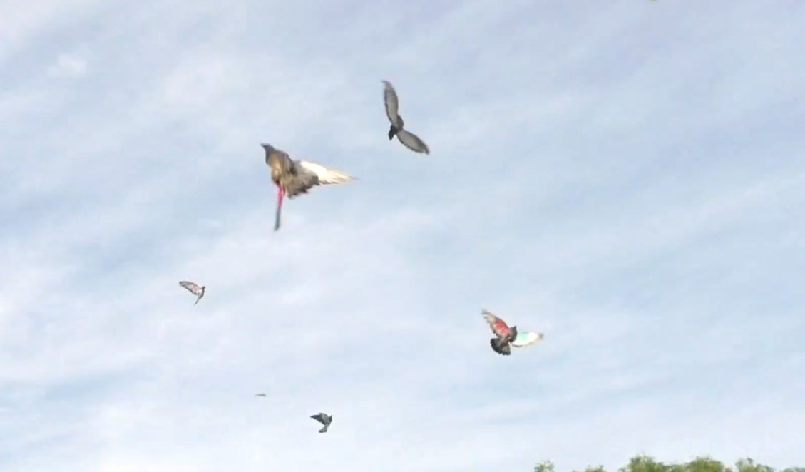 கரூர்… புறா பந்தய போட்டி