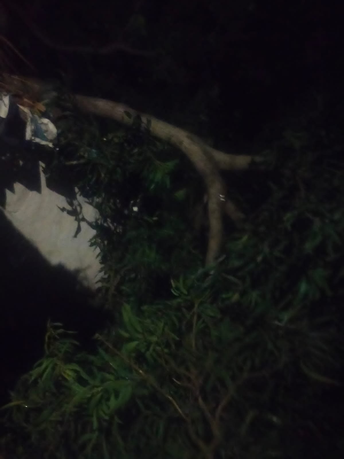 திருச்சி…..மரம் முறிந்து விழுந்து பெண் படுகாயம்…