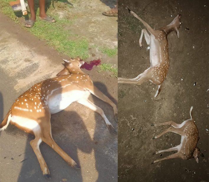 அரியலூர்.... 2 மான்களை சுட்டு வேட்டையாடிய மர்ம நபர்கள்..... | Etamilnews
