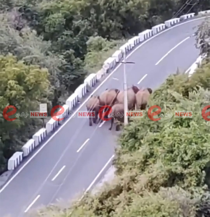 கோவை- சாலையில் குட்டிகளுடன் சென்ற காட்டுயானை… கூச்சலிட்ட பக்தர்கள்