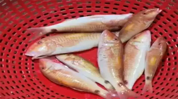 நவரை மீனை சாப்பிட்ட 35 பேருக்கு வாந்தி, வயிற்று போக்கு