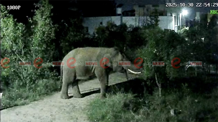 ஊருக்குள் வந்த ஒற்றை காட்டுயானை-பீதியில் பொதுமக்கள