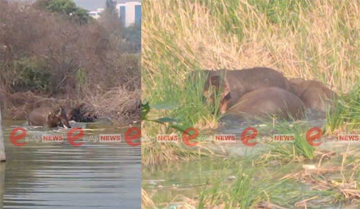 கோவையில் குட்டையில் யானைகள் உற்சாக குளியல்