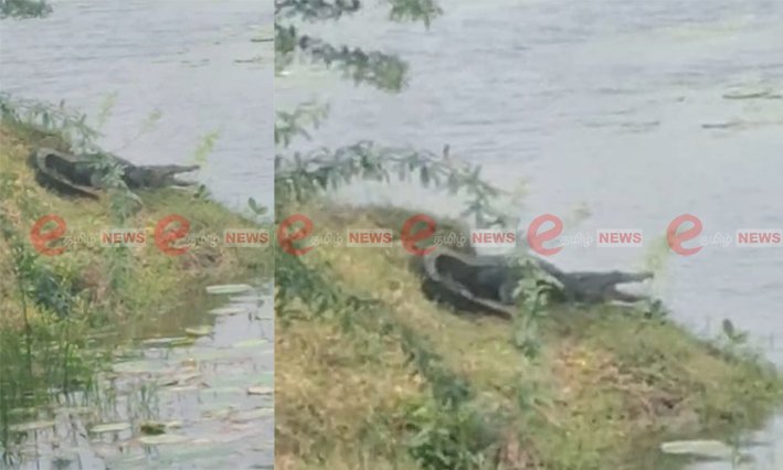 அரியலூர்- பள்ளி அருகில் உலாவிய பெரிய முதலை- அச்சம்