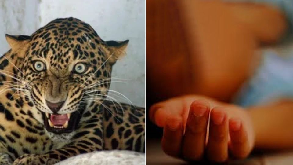 சிறுத்தை தாக்கி குழந்தை பலி