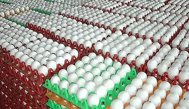 நாமக்கல்லில் முட்டை விலை சரிவு