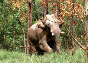 நள்ளிரவில் சுற்றுலா பஸ், கார் மீது யானை தாக்குதல்