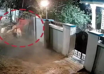 செத்துப்போன மனிதம்! வளர்ப்பு நாயை கடிக்க வைத்து ரசித்த குடும்பம்