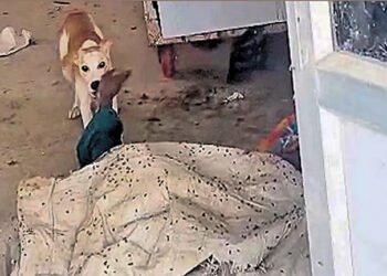 பிணவறையில் சடலத்தை கடித்துக் குதறிய நாய் – 4 ஊழியர்கள் சஸ்பெண்ட்