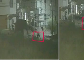 ஒருவரை விரட்டும் காட்டு யானை… கோவையில் பரபரப்பு