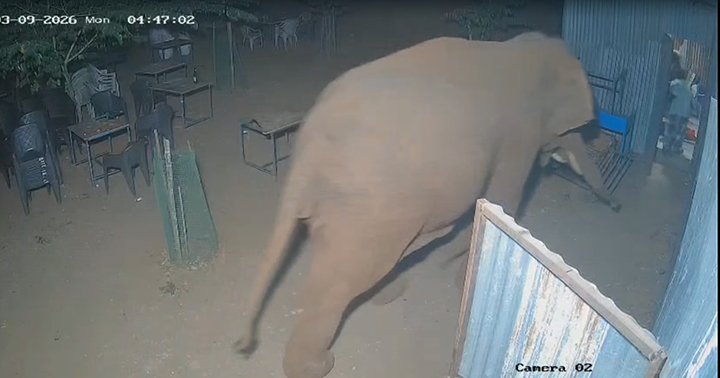 கோவையில் ஒற்றை யானை அட்டகாசம்: நூலிழையில் உயிர் தப்பிய டாஸ்மாக் ஊழியர்கள்