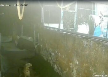 வால்பாறை: குடியிருப்புக்குள் புகுந்த சிறுத்தை: வைரல் வீடியோ