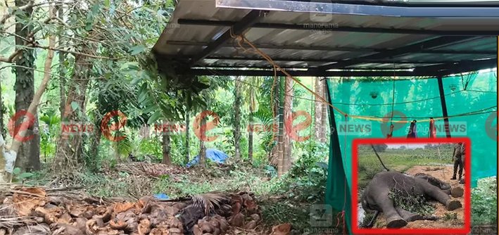 கம்பி குத்தியதில் காட்டு யானை உயிரிழப்பு