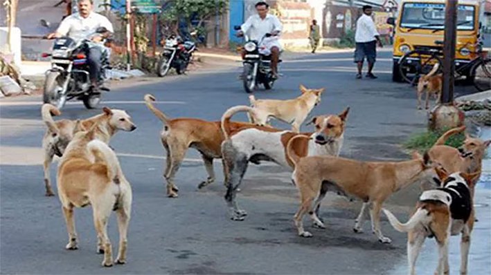தெருநாய்களை அப்புறப்படுத்தக்கோரி-2 மாநில அரசுகளுக்கு உத்தரவு
