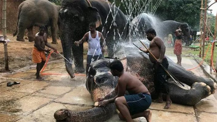 A temple elephant happily bathing in the Bhavani river waters near Mettupalayam during a government-organized rejuvenation camp in June 2026.