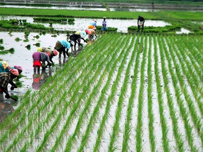 Vibrant green paddy fields in Tamil Nadu with farmers planning cultivation under the newly announced 134.83 crore Kuruvai special package on June 12 2026.
