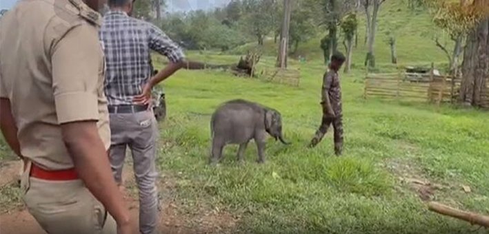 கோவை டாக்சிலிப் கோழிகமுத்தி முகாமில் 3 மாத குட்டியானை