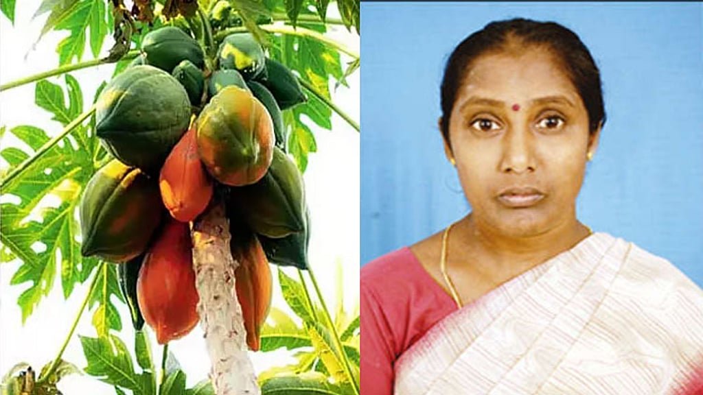 பப்பாளி பறிக்க முயன்றபோது ஏணியில் இருந்து விழுந்து பெண் பலி