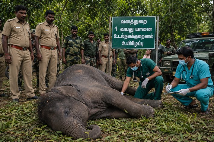 கோவை அருகே ஒரு வயது யானை உடல்நலக்குறைவால் உயிரிழப்பு