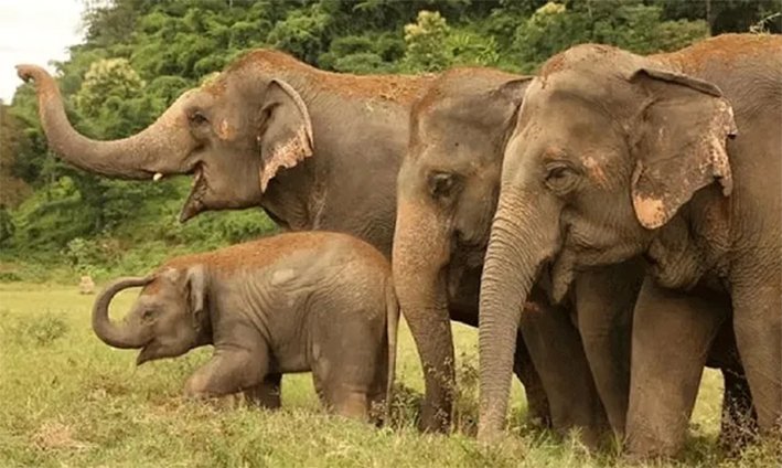 தமிழகத்தில் 6 மாதத்தில் 19 காட்டு யானைகள் உயிரிழந்த சோகம்