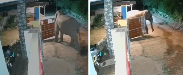 வீட்டின் கேட்டை லாவகமாக திறந்து உள்ளே சென்ற காட்டுயானை