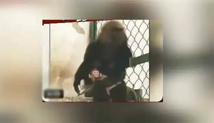 திருவனந்தபுரம் உயிரியல் பூங்காவில் கருங்குரங்கு குட்டி பிறப்பு