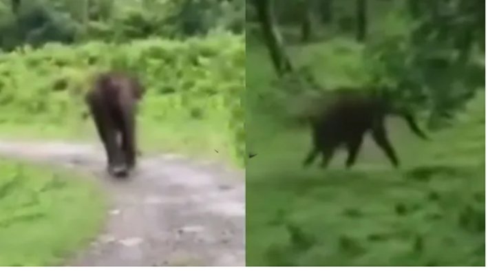 டாப்ஸிலிப் பகுதியில் சுற்றுலா பயணிகளை துரத்திய காட்டுயானை