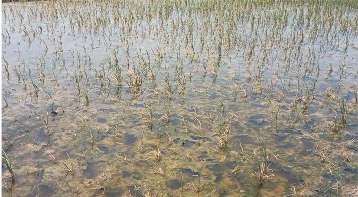 காவிரி நீர் வரத்து இல்லை-குறுவை பயிர்கள் பாதிப்பு..விவசாயிகள் வேதனை