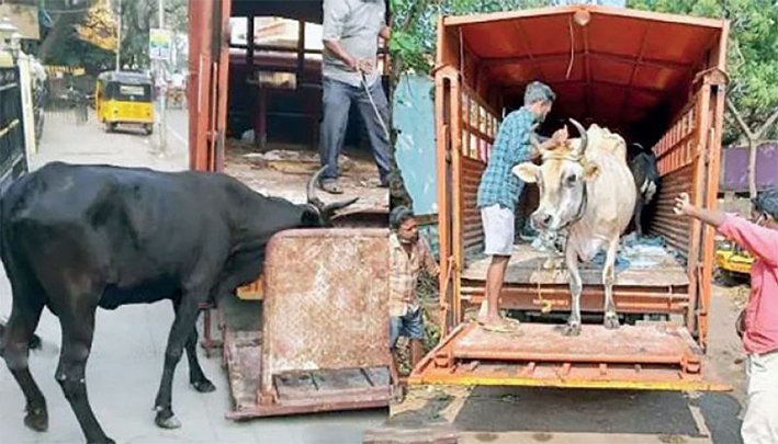 சாலையில் சுற்றிய 2,718 மாடுகளை பிடித்த சென்னை மாநகராட்சி