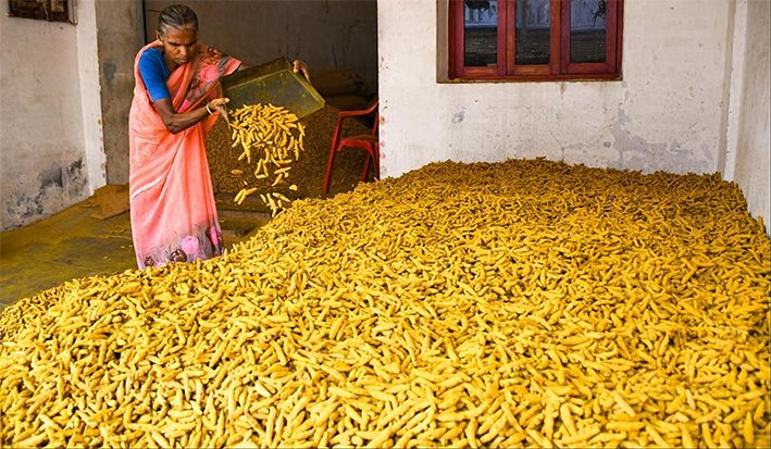 ஈரோடு சந்தையில் மஞ்சள் விலை ஒரே நாளில் ரூ. 700 உயர்வு