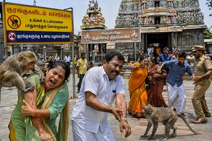 திருமலைக்கேணி முருகன் கோயிலில் குரங்குகள் கடித்து 13 பக்தர்கள் காயம்!