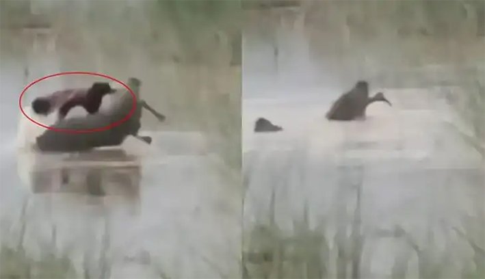 ஆற்றில் குளித்த சிறுவனை கடித்துக்கொன்ற முதலை