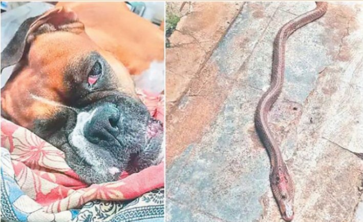 பாம்பிடம் இருந்து குடும்பத்தை காப்பாற்றிய நாய்.. நெகிழ்ச்சி
