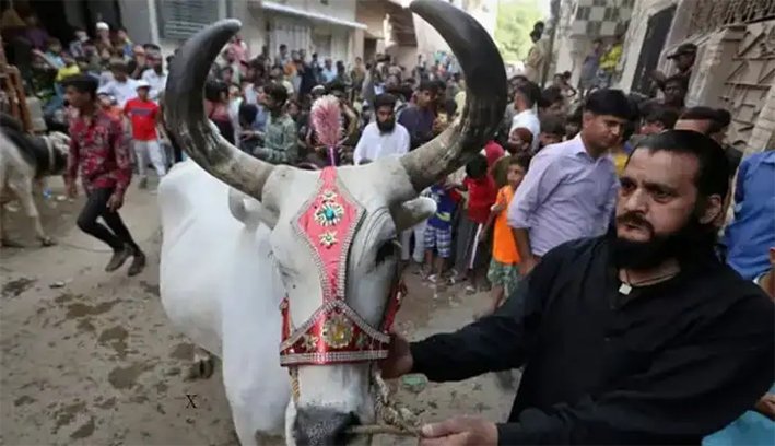 பசு வதைக்கு சென்னை உயர் நீதிமன்றம் விதித்த தடை- நிறுத்தி வைப்பு