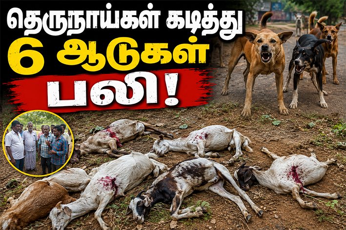நெல்லையில் தெருநாய்கள் கடித்து 6 ஆடுகள் பலி