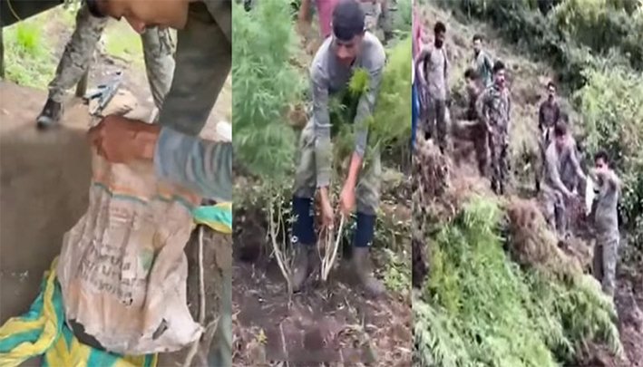 அட்டப்பாடி மலை உச்சியில் 1,400 கஞ்சா செடிகள் அழிப்பு!