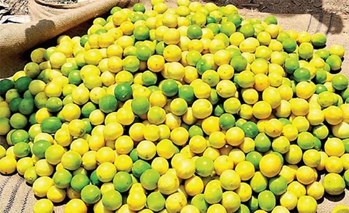 எலுமிச்சை விலை கிடுகிடு உயர்வு..!!- அதிர்ச்சி