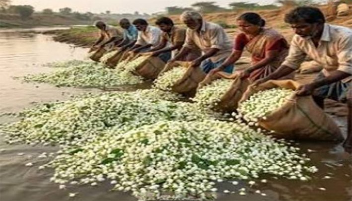 திண்டுக்கல் பூ மார்க்கெட்டில் வாடாமல்லி விலை வீழ்ச்சி-வேதனை