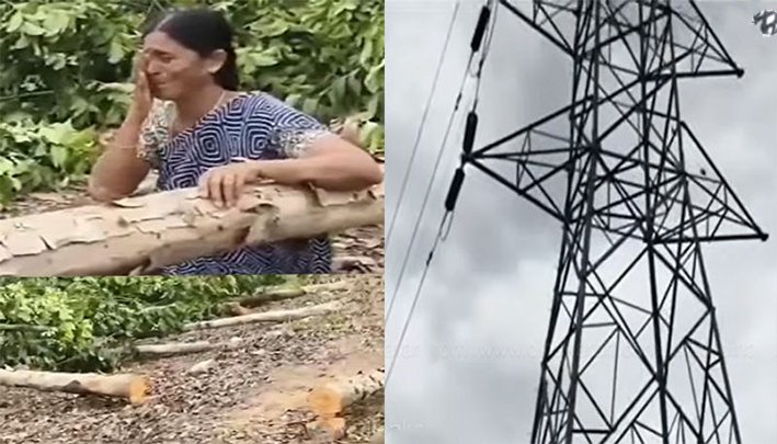 வெட்டப்பட்ட மரத்தை கட்டிப்பிடித்து கதறி அழுத உரிமையாளர்...