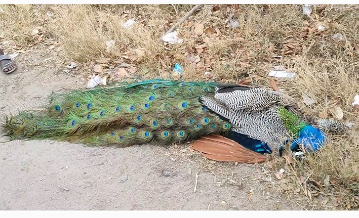 கோவை-மின்மாற்றியில் ஏறிய மயில் மின்சாரம் தாக்கி ”மயில்” பலி