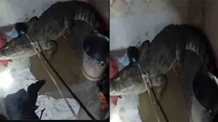 குளியலறையில் 7அடி நீள முதலை-அலறி அடித்து ஓடிய குடும்பத்தினர்
