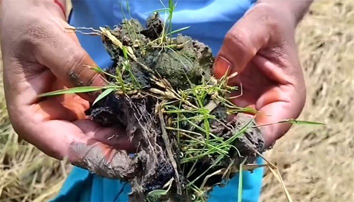 திருவாரூரில் கனமழை- 2000 ஏக்கர் நெற்பயிர்கள் மூழ்கி சேதம்!