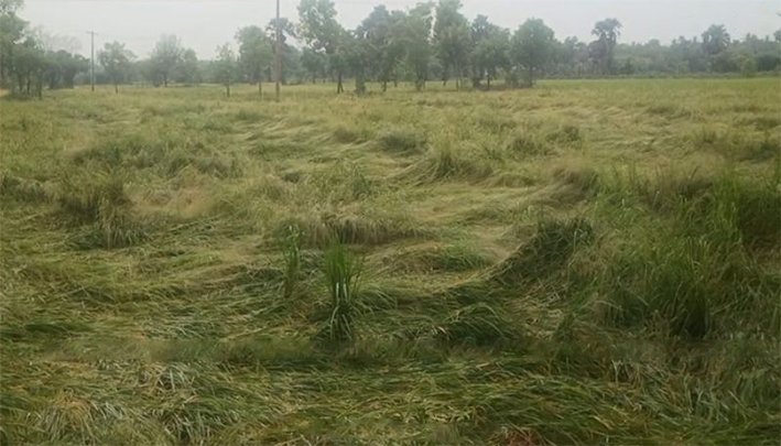 திருவாரூரில் தொடர் கனமழை-500 ஏக்கர் நெற்பயிர்கள் மூழ்கிசேதம்