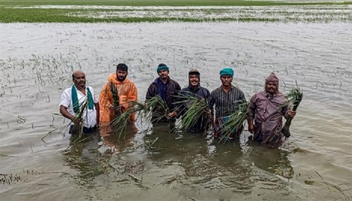 திருவாரூரில் நெற்பயிர்கள் மழைநீரில் மூழ்கி சேதம்!