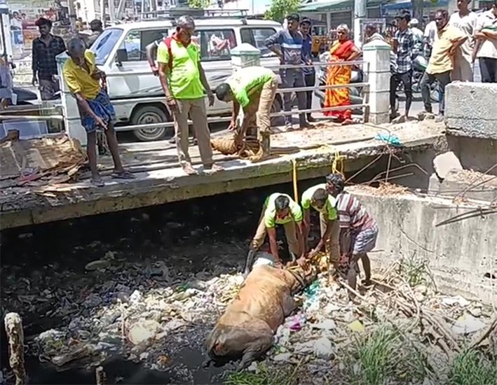 கரூர் -வாய்க்காலில் தவறி விழுந்த பசு...பத்திரமாக மீட்பு