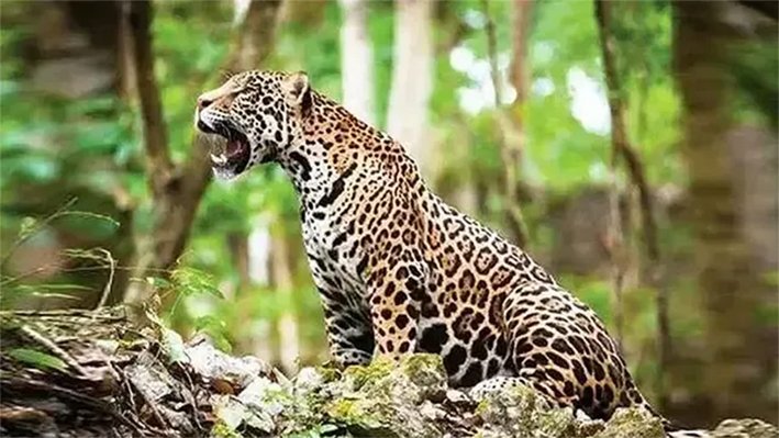 விவசாய நிலத்தில் சிக்கிய சிறுத்தை, மயக்க ஊசி செலுத்திய பின் பலி