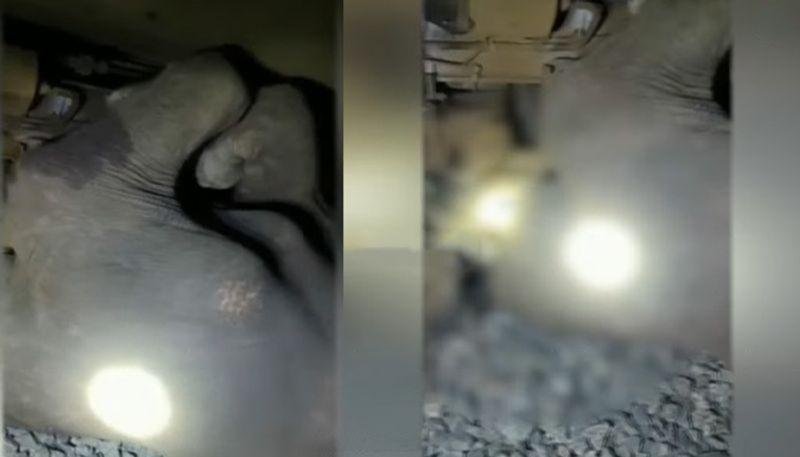 ரயில் மோதி தாய் யானை-குட்டி யானை பரிதாப பலி