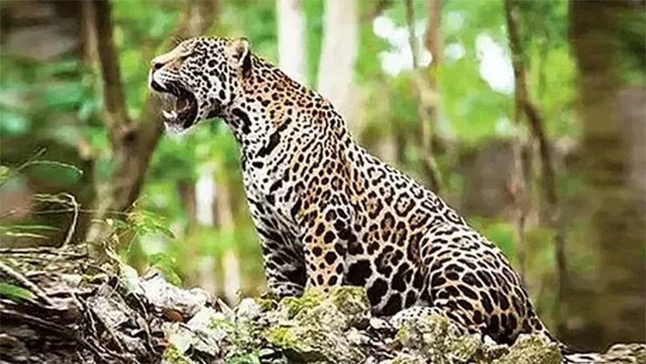 நீலகிரி தேயிலை தோட்டத்தில் உலா வரும் சிறுத்தை-தொழிலாளர்கள் கோரிக்கை