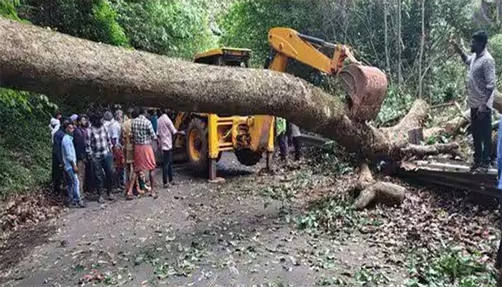 வால்பாறை சாலையில் சாய்ந்த ராட்சத மரம்-போக்குவரத்து பாதிப்பு