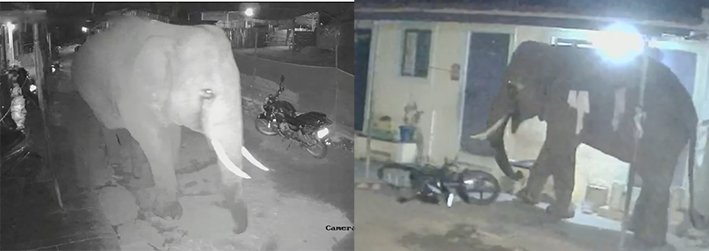 கோவை- வீட்டின் முன் நின்ற பைக்கைச் சாய்ச்சுப் போட்ட யானை!